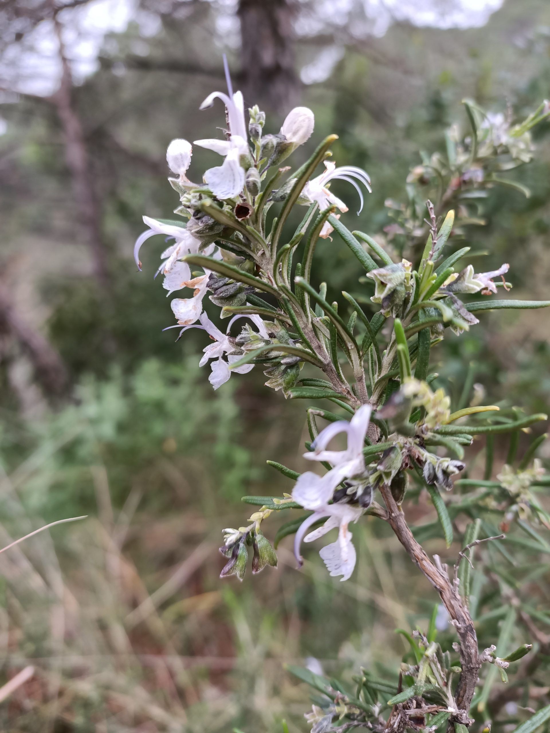 plantas aromaticas